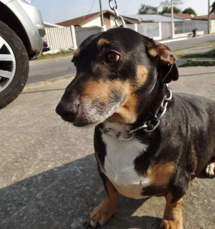 Cachorro ra a SRD idade 2 anos nome Pancinha