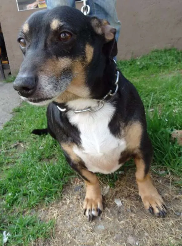 Cachorro ra a SRD idade 2 anos nome Pancinha