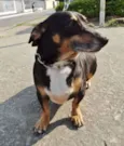 Pancinha
