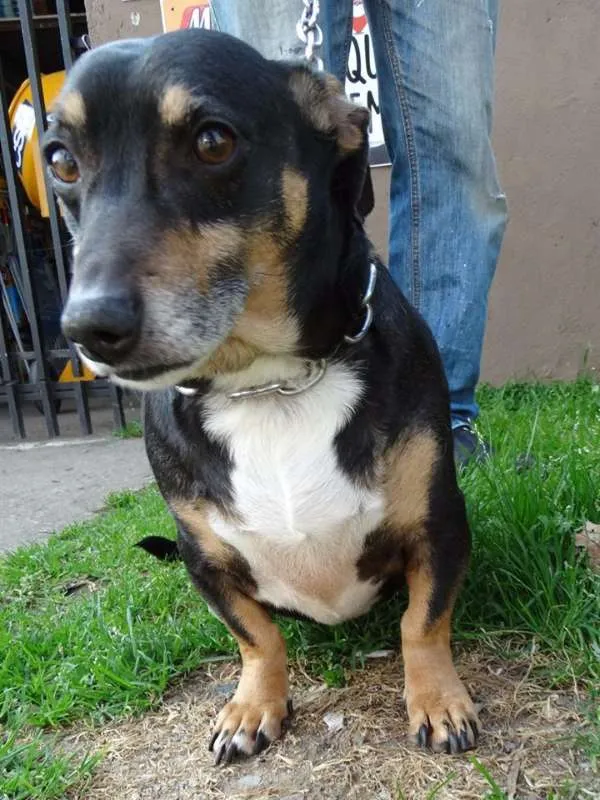 Cachorro ra a SRD idade 2 anos nome Pancinha