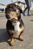 Pancinha