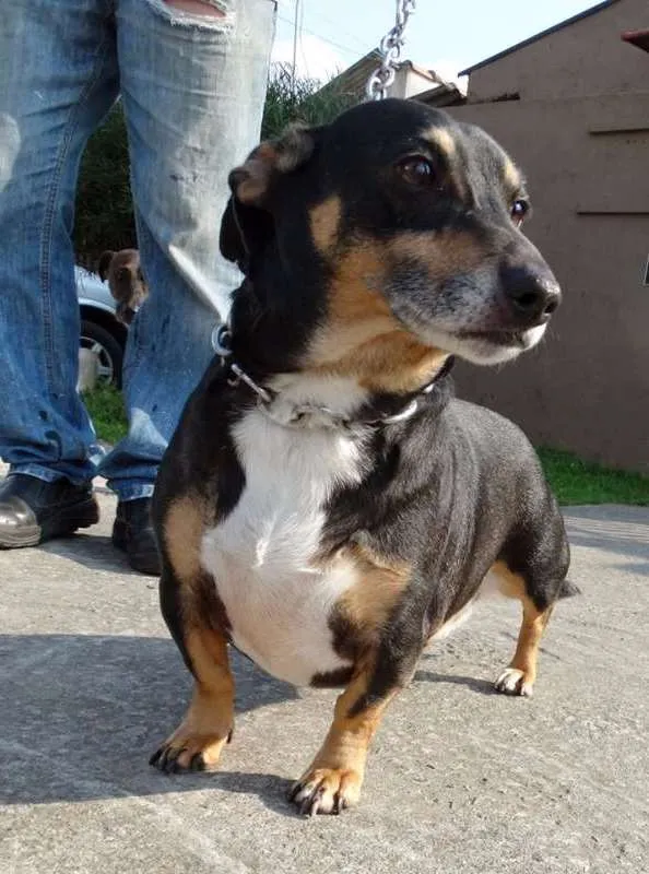 Cachorro ra a SRD idade 2 anos nome Pancinha