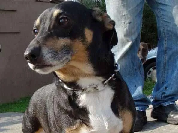 Cachorro ra a SRD idade 2 anos nome Pancinha