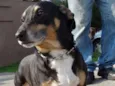Pancinha