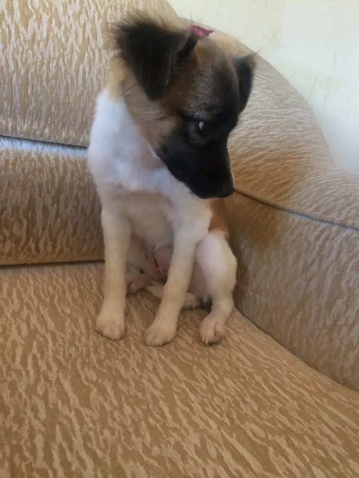 Cachorro raça RND idade 7 a 11 meses nome Mel