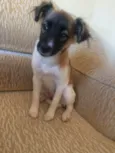 Mel