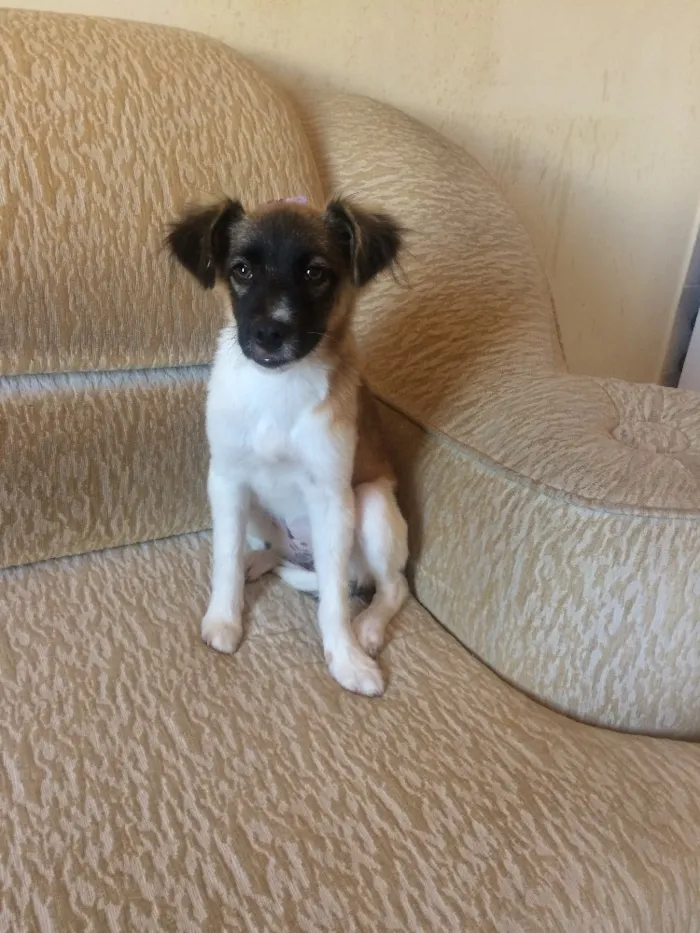 Cachorro raça RND idade 7 a 11 meses nome Mel