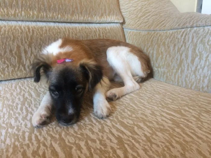 Cachorro raça RND idade 7 a 11 meses nome Mel