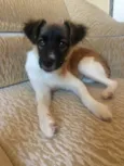 Mel
