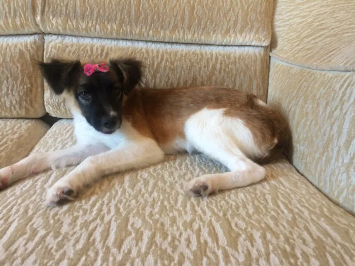 Cachorro raça RND idade 7 a 11 meses nome Mel