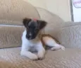 Mel