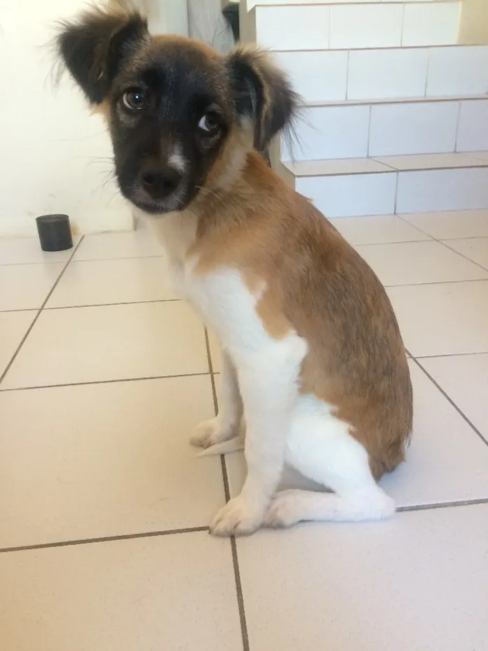 Cachorro raça RND idade 7 a 11 meses nome Mel