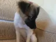 Mel