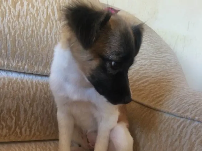 Cachorro raça RND idade 7 a 11 meses nome Mel