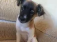 Mel
