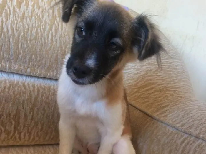 Cachorro raça RND idade 7 a 11 meses nome Mel