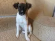 Mel