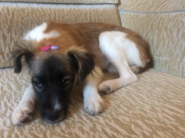 Cachorro raça RND idade 7 a 11 meses nome Mel