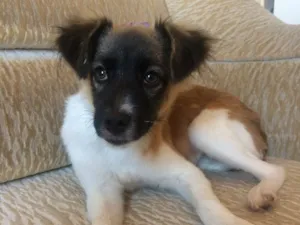 Cachorro raça RND idade 7 a 11 meses nome Mel