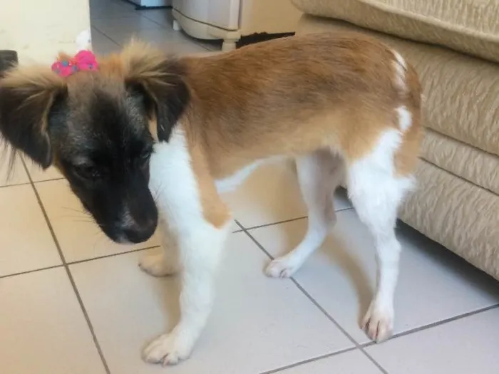Cachorro raça RND idade 7 a 11 meses nome Mel