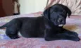 Zeus, Dara e Linda