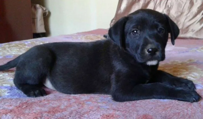 Cachorro raça SRD idade Abaixo de 2 meses nome Zeus, Dara e Linda