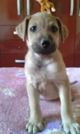 Zeus, Dara e Linda