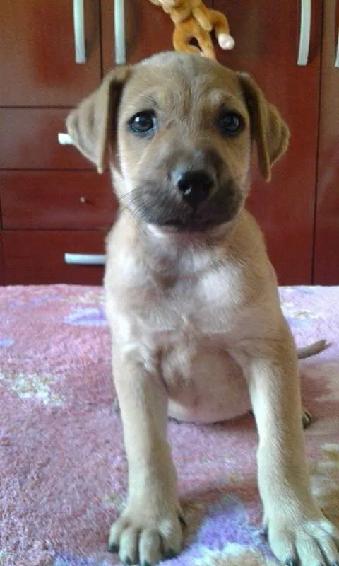 Cachorro raça SRD idade Abaixo de 2 meses nome Zeus, Dara e Linda