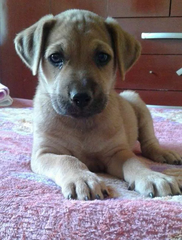 Cachorro raça SRD idade Abaixo de 2 meses nome Zeus, Dara e Linda