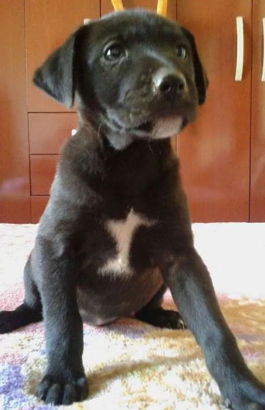 Cachorro raça SRD idade Abaixo de 2 meses nome Zeus, Dara e Linda