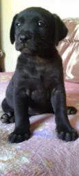 Zeus, Dara e Linda
