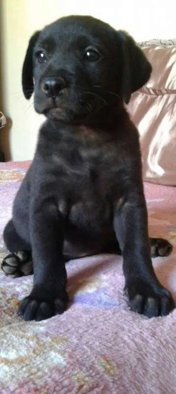 Cachorro raça SRD idade Abaixo de 2 meses nome Zeus, Dara e Linda
