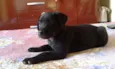 Zeus, Dara e Linda