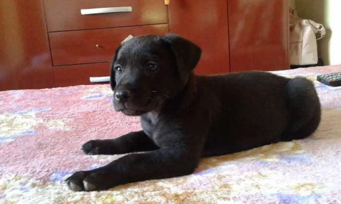 Cachorro raça SRD idade Abaixo de 2 meses nome Zeus, Dara e Linda