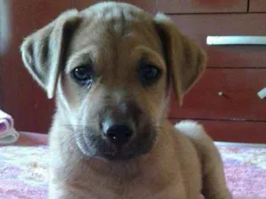 Cachorro raça SRD idade Abaixo de 2 meses nome Zeus, Dara e Linda