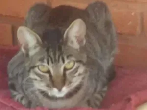 Gato raça Vira lata  idade 7 a 11 meses nome Oakley