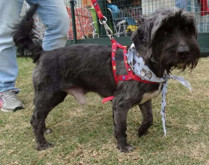 Cachorro ra a STD idade 1 ano nome Kaleb