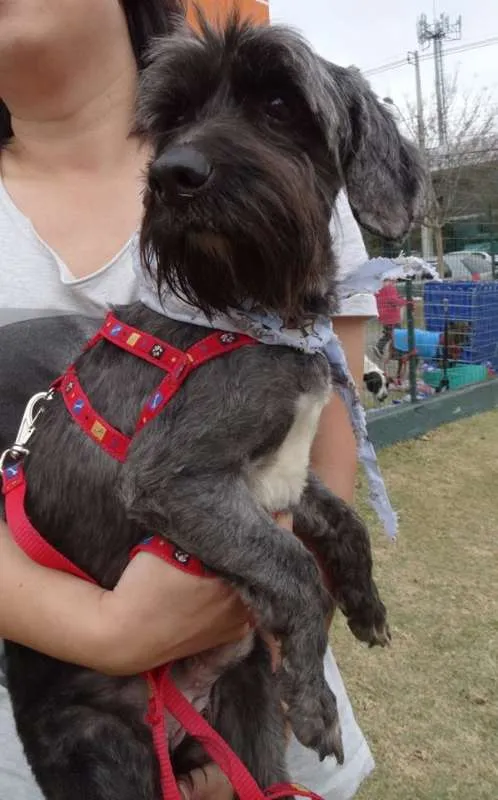 Cachorro ra a STD idade 1 ano nome Kaleb