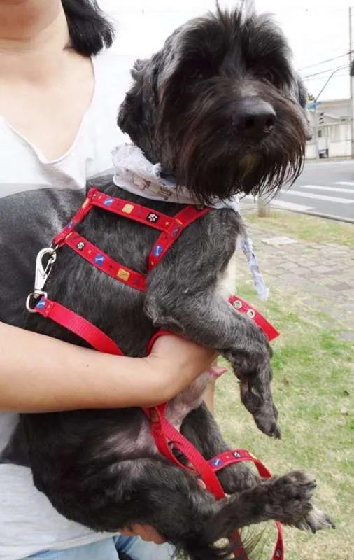 Cachorro ra a STD idade 1 ano nome Kaleb