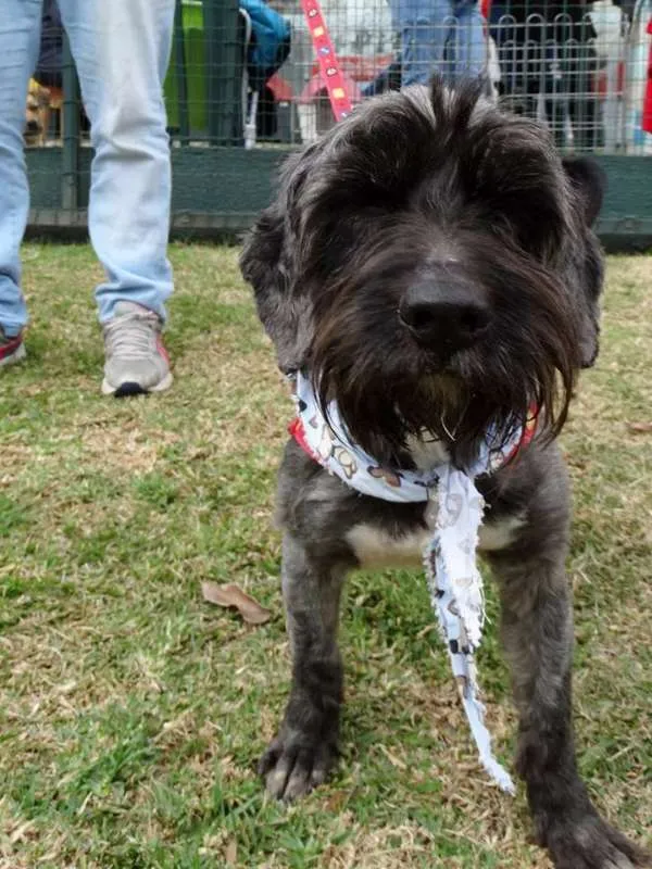 Cachorro ra a STD idade 1 ano nome Kaleb