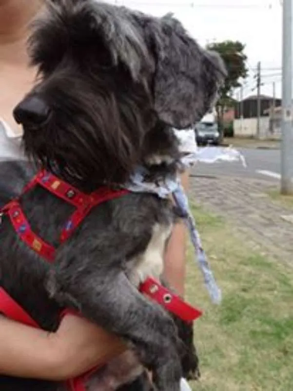 Cachorro ra a STD idade 1 ano nome Kaleb