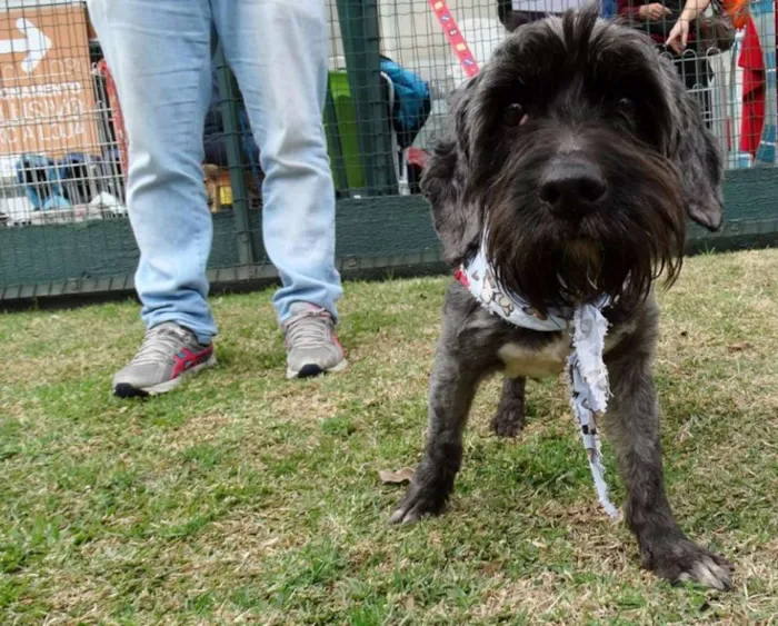 Cachorro ra a STD idade 1 ano nome Kaleb