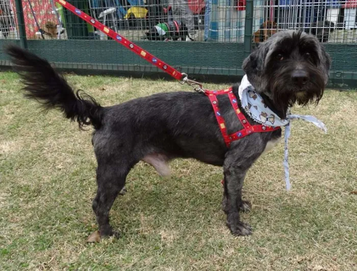 Cachorro ra a STD idade 1 ano nome Kaleb