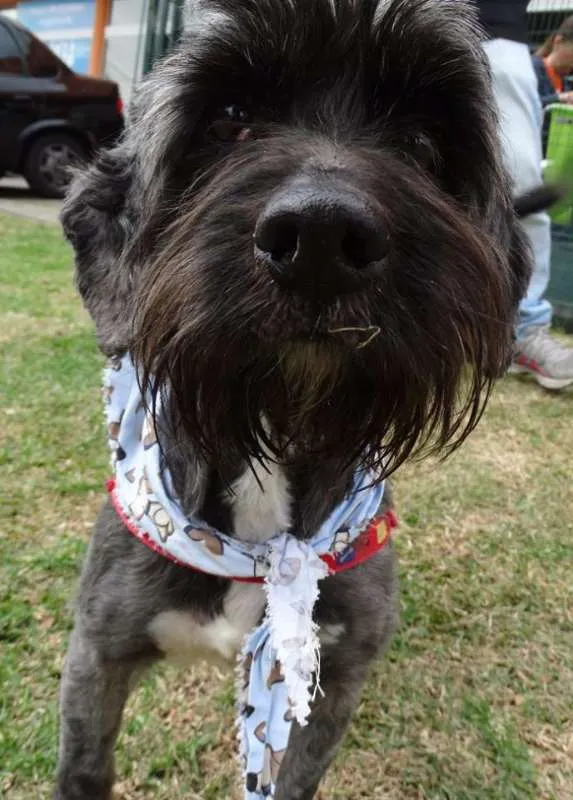 Cachorro ra a STD idade 1 ano nome Kaleb
