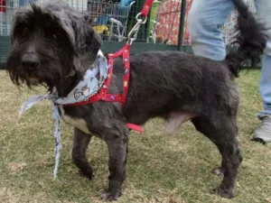 Cachorro raça STD idade 1 ano nome Kaleb