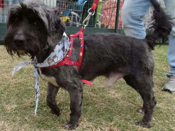 Cachorro ra a STD idade 1 ano nome Kaleb
