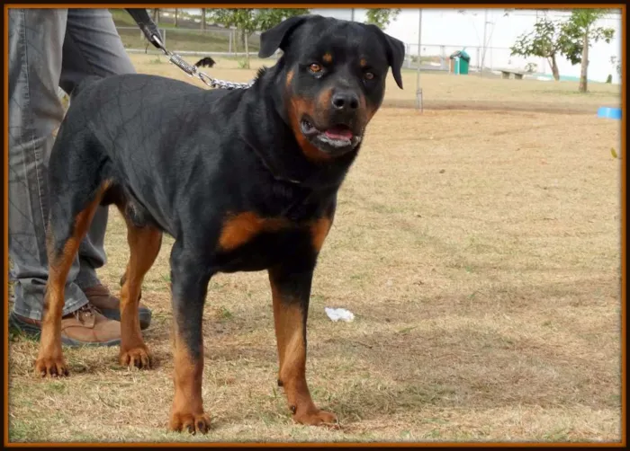 Cachorro ra a Rottweiler idade 4 anos nome Tufão
