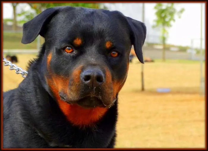 Cachorro ra a Rottweiler idade 4 anos nome Tufão