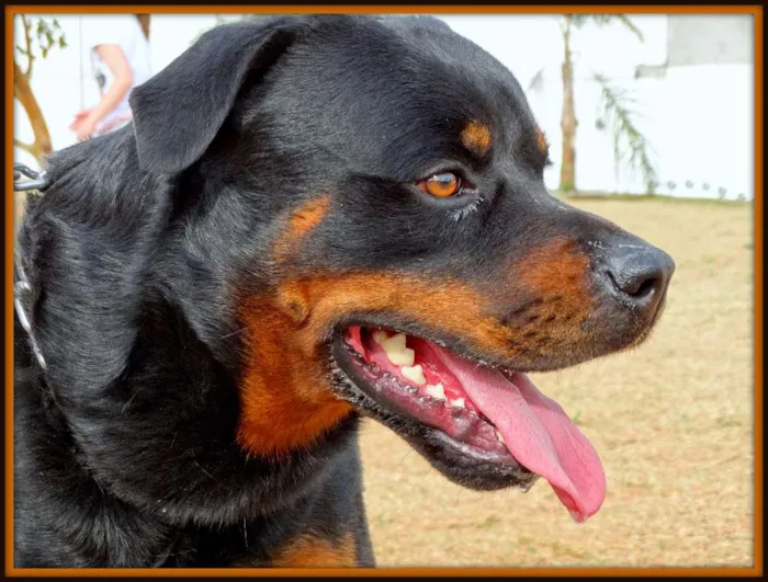 Cachorro ra a Rottweiler idade 4 anos nome Tufão