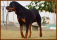 Tufão
